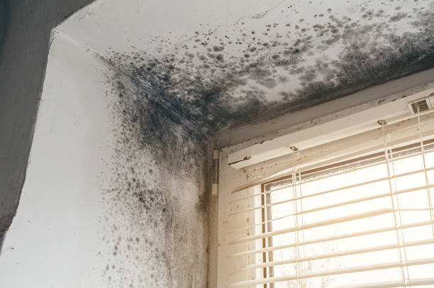 Affordable Hvac And Air Duct Mold Remediation solutions in Madison, NC